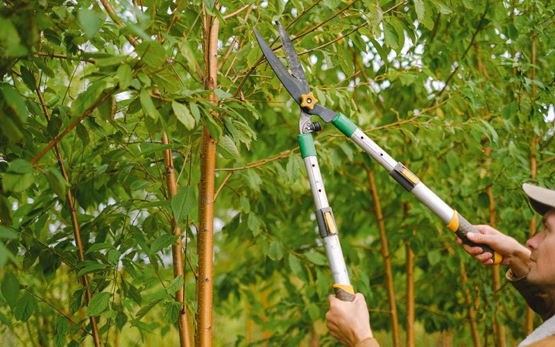 Tree trimming in Hazen, ND