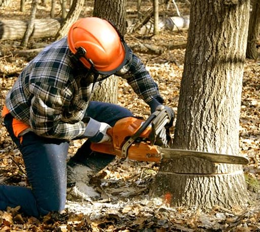Tree Removal in Hazen, ND